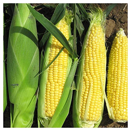 Premier Seeds Direct SWC05 - Semillas para Verduras (maíz)