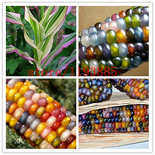 20pcs / bag semillas de maíz Semillas auténtico cristal de la gema del maíz indio de la herencia, del arco iris, semillas vegetales no modificados genéticamente para la siembra jardín de su casa