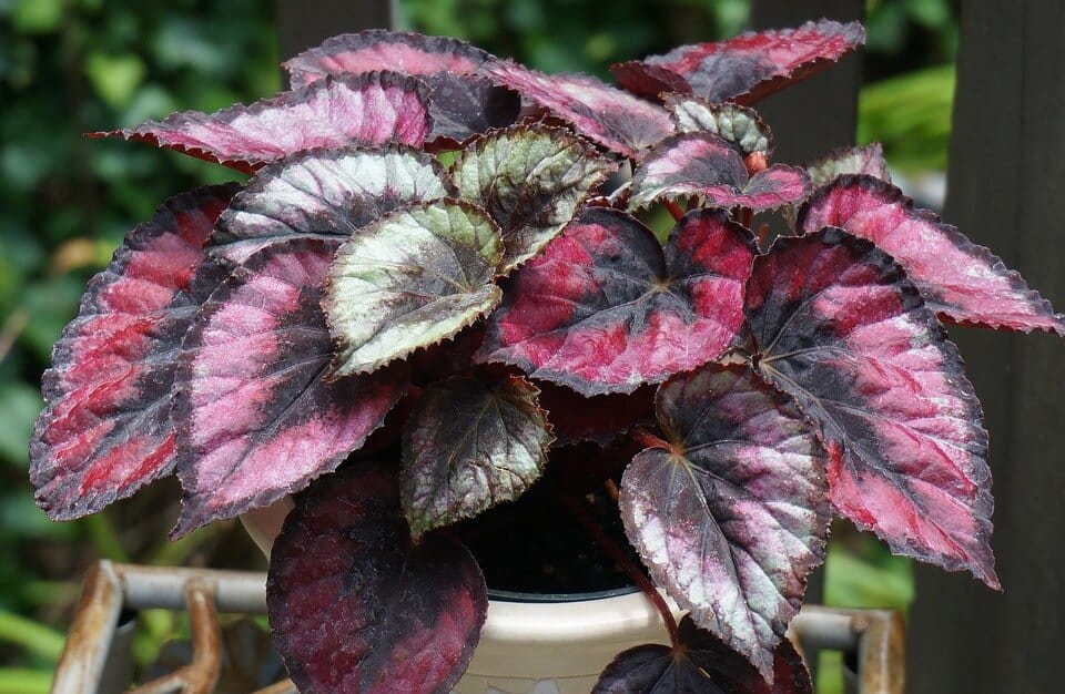 Plantas de Interior [32 Ejemplos, Tipos y Nombres]