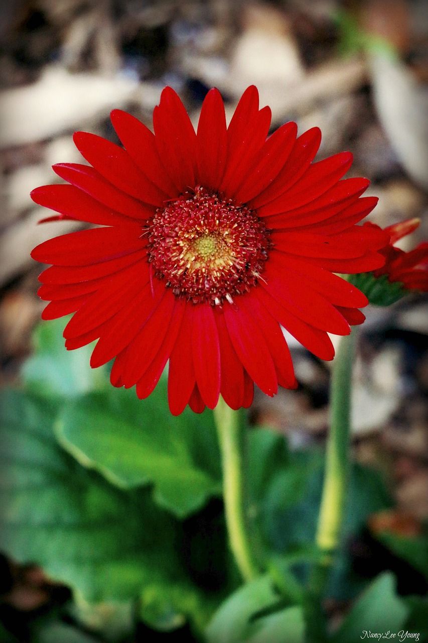 Details 200 gerberas plantadas Abzlocal.mx