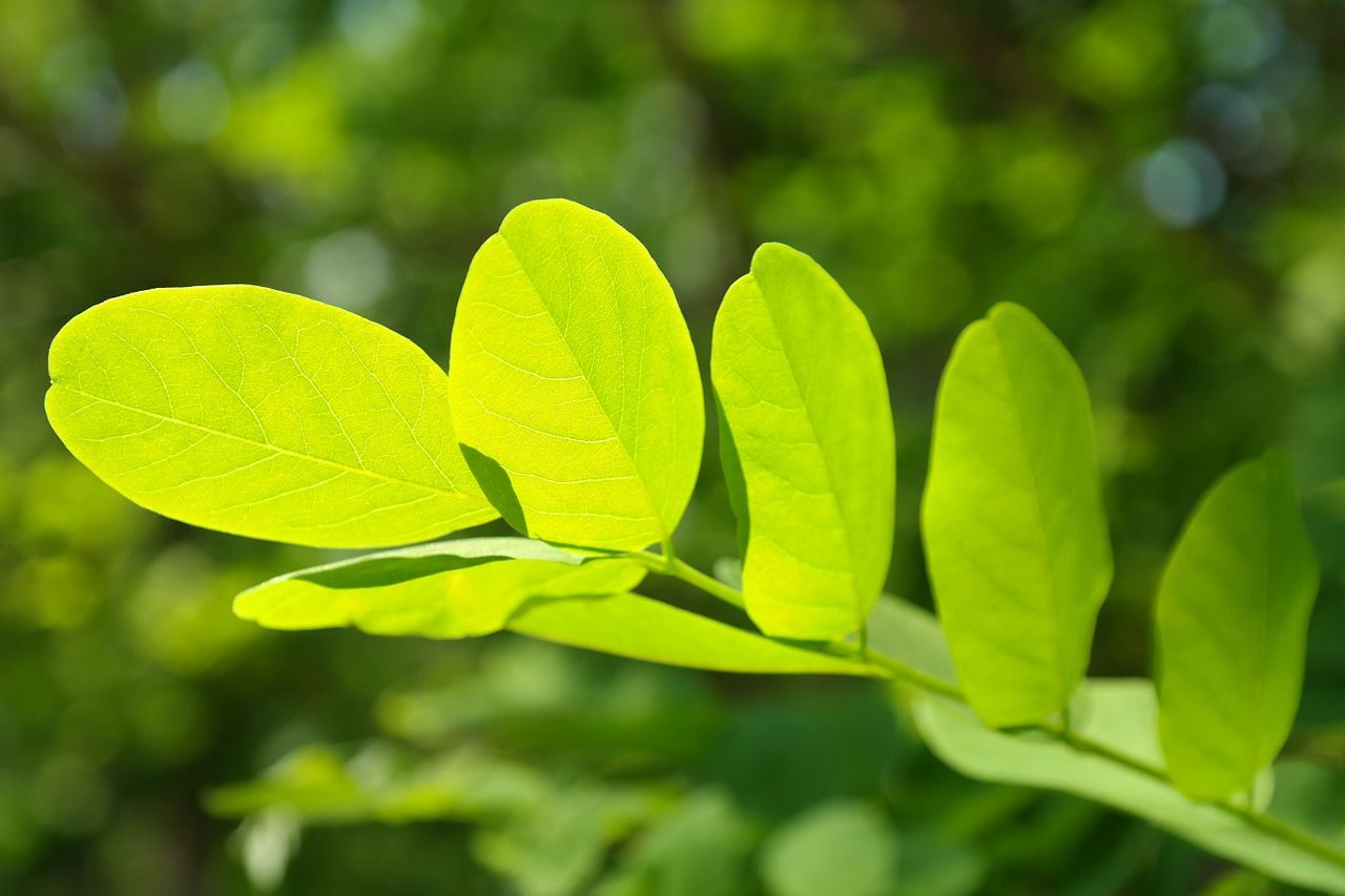 El Árbol De Acacia: [Características, Siembra, Cuidados, Riego Y Sustrato]