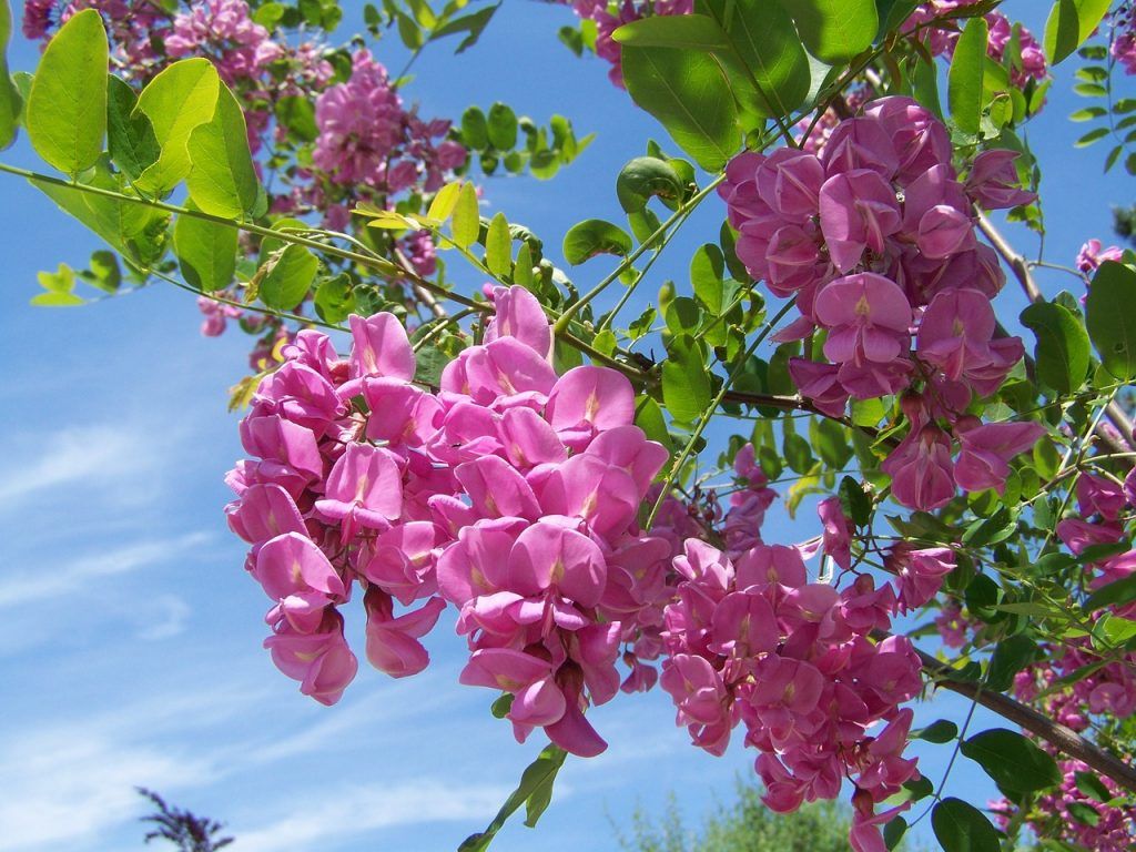 El Árbol De Acacia: [Características, Siembra, Cuidados, Riego Y Sustrato]