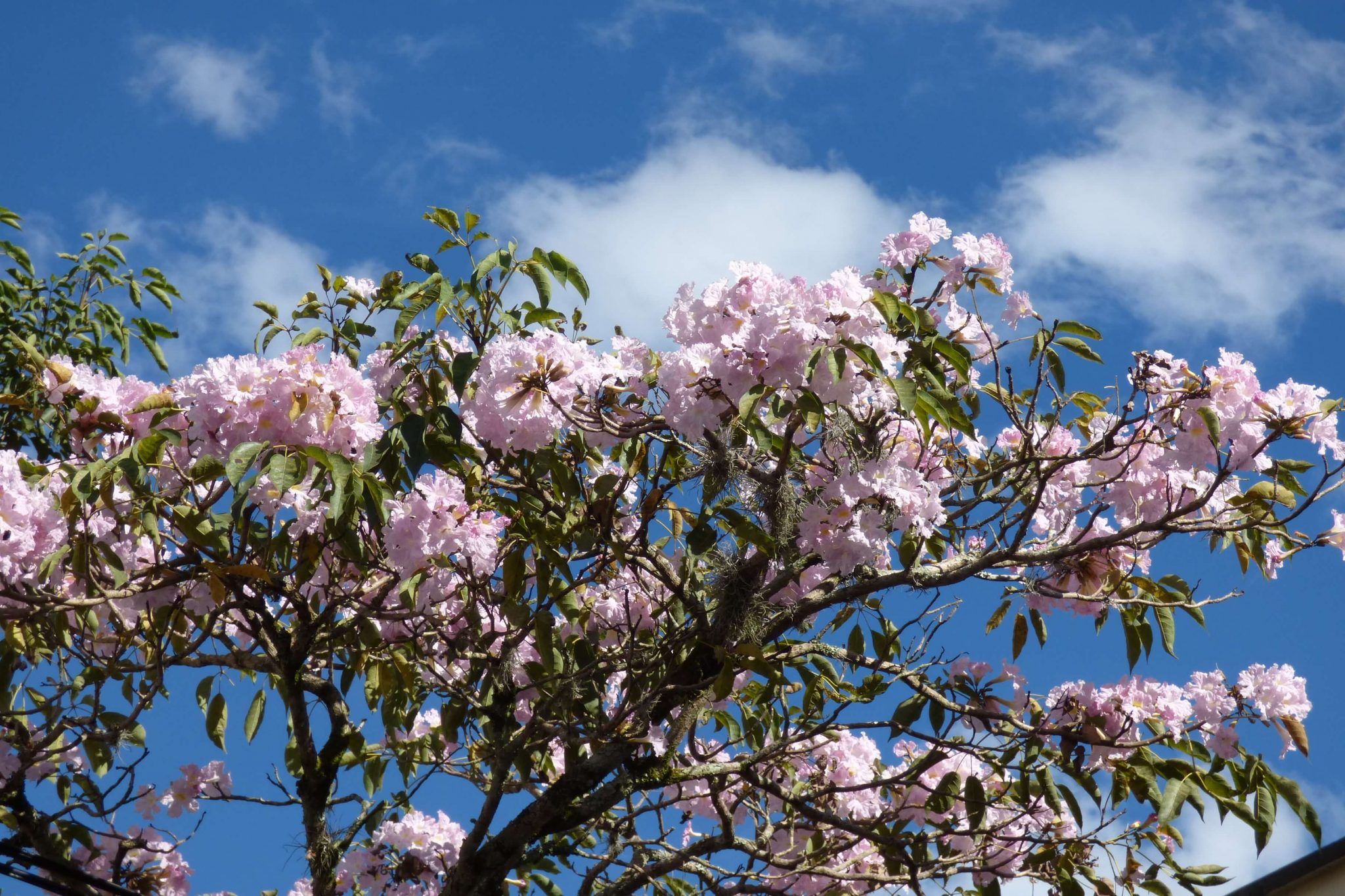 10 Árboles Con Flores Rosas Hermosos e Impactantes [+ FOTOS]