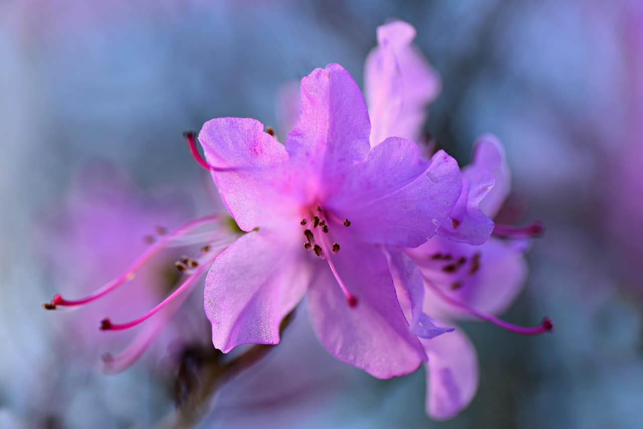 Cómo Sembrar Azaleas en Tu Jardín: [Guía Completa y Respuestas]