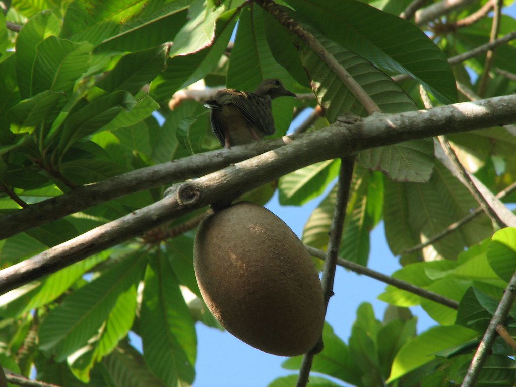 Arbol Mamey Cuidados