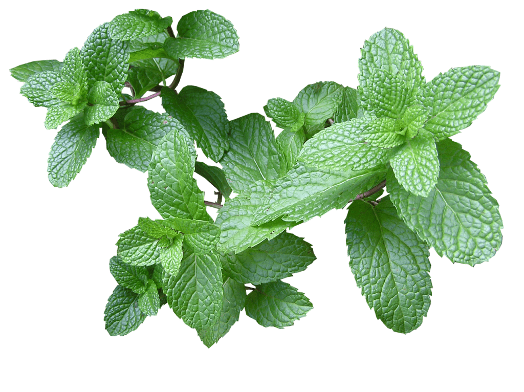 Esquejes De Menta: [Injertos, Época, Enraizamiento Y Siembra]